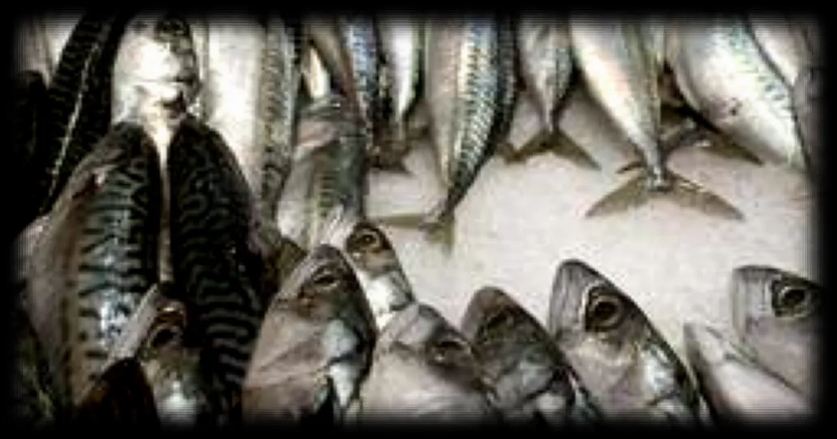 Le prix du maquereau explose à cause de la réduction des quotas de pêche