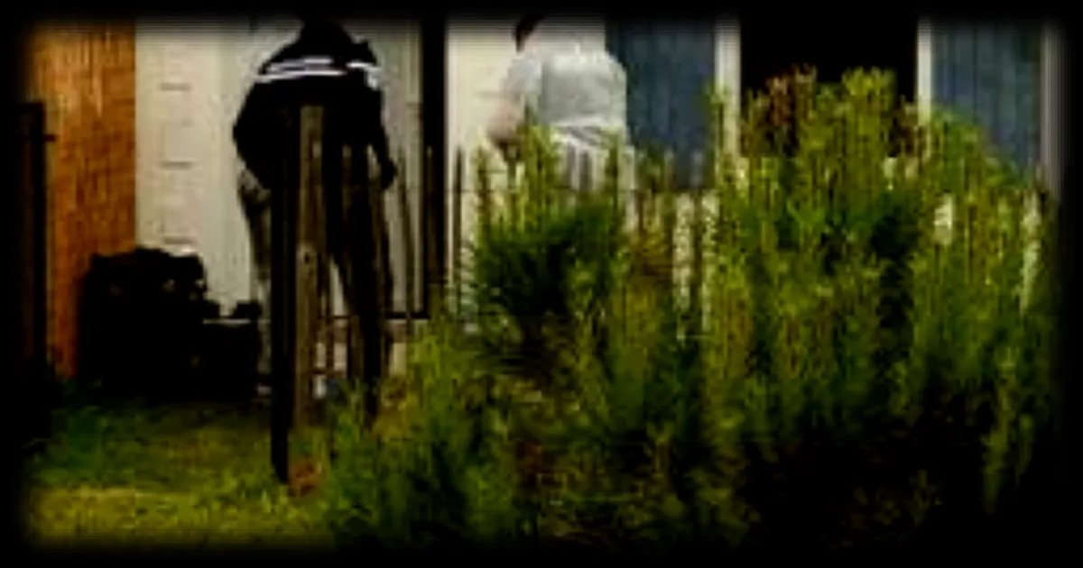 Le procès de Damien Bélanger pour le meurtre de Guillaume Guillet : un plongeon dans la tête de l'accusé