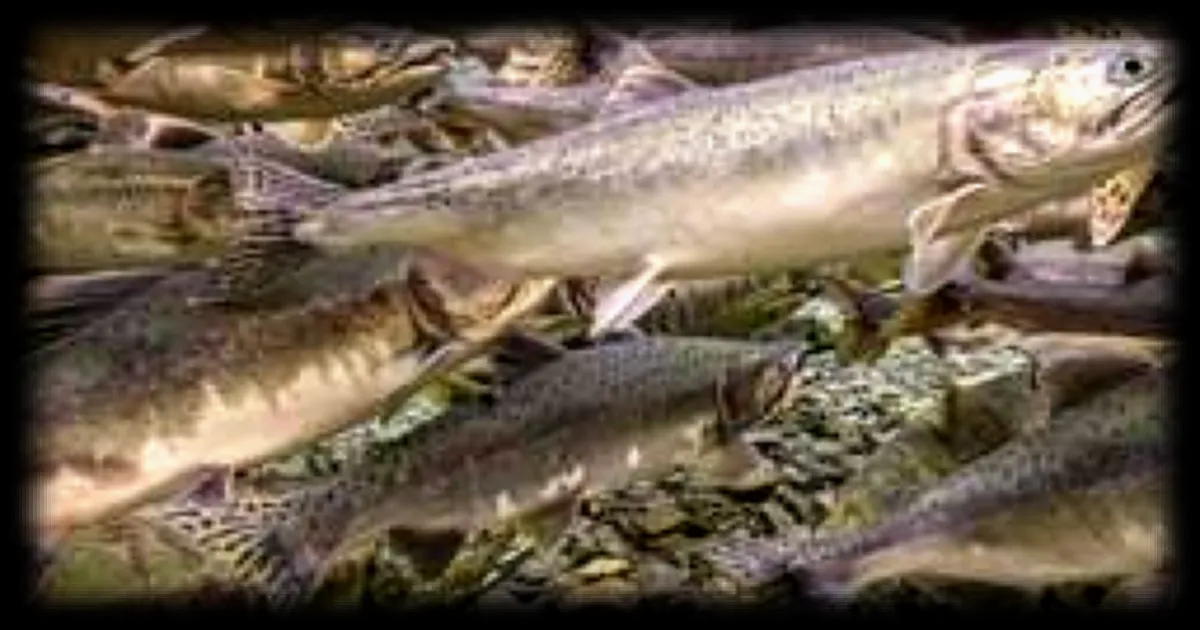 Le projet de méga-ferme de saumons en Gironde divise