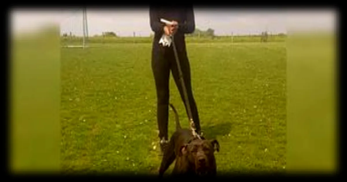 Le propriétaire du chien Curtis jugé pour homicide involontaire après la mort d'Elisa Pilarski : les détails de l'affaire