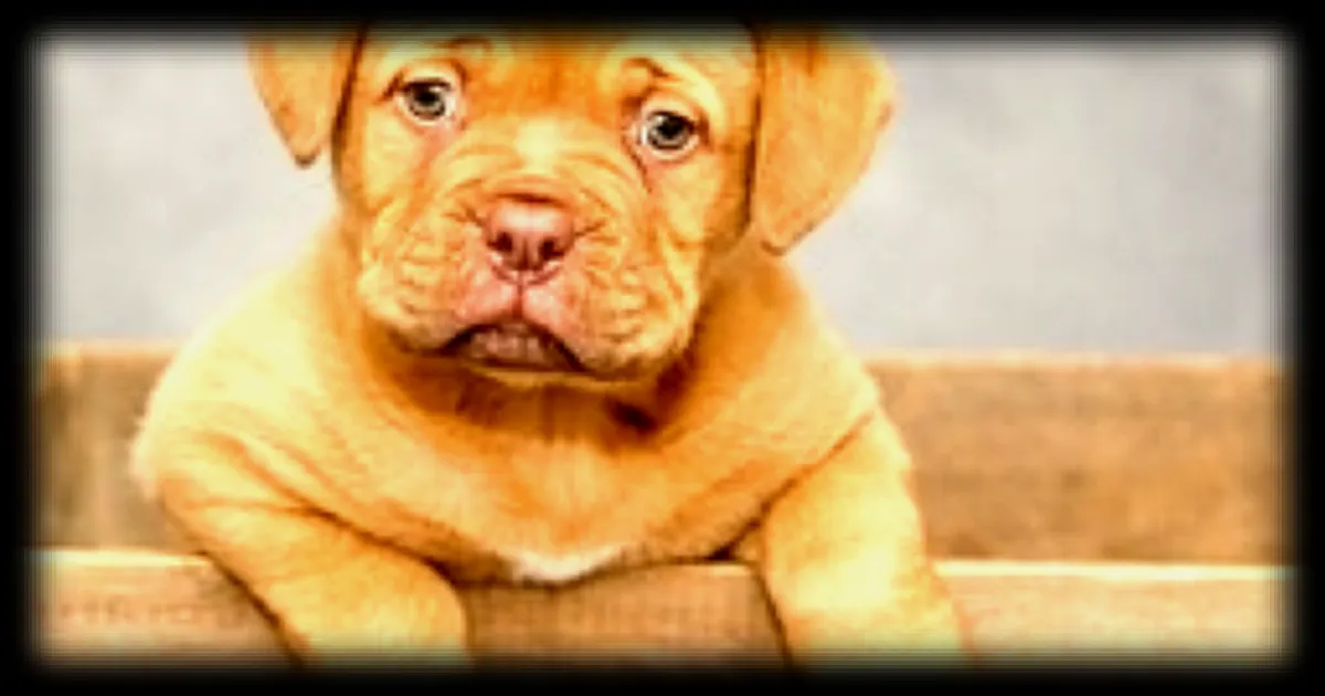 Le quiz des connaissances canines à l'occasion de la Journée internationale du chien