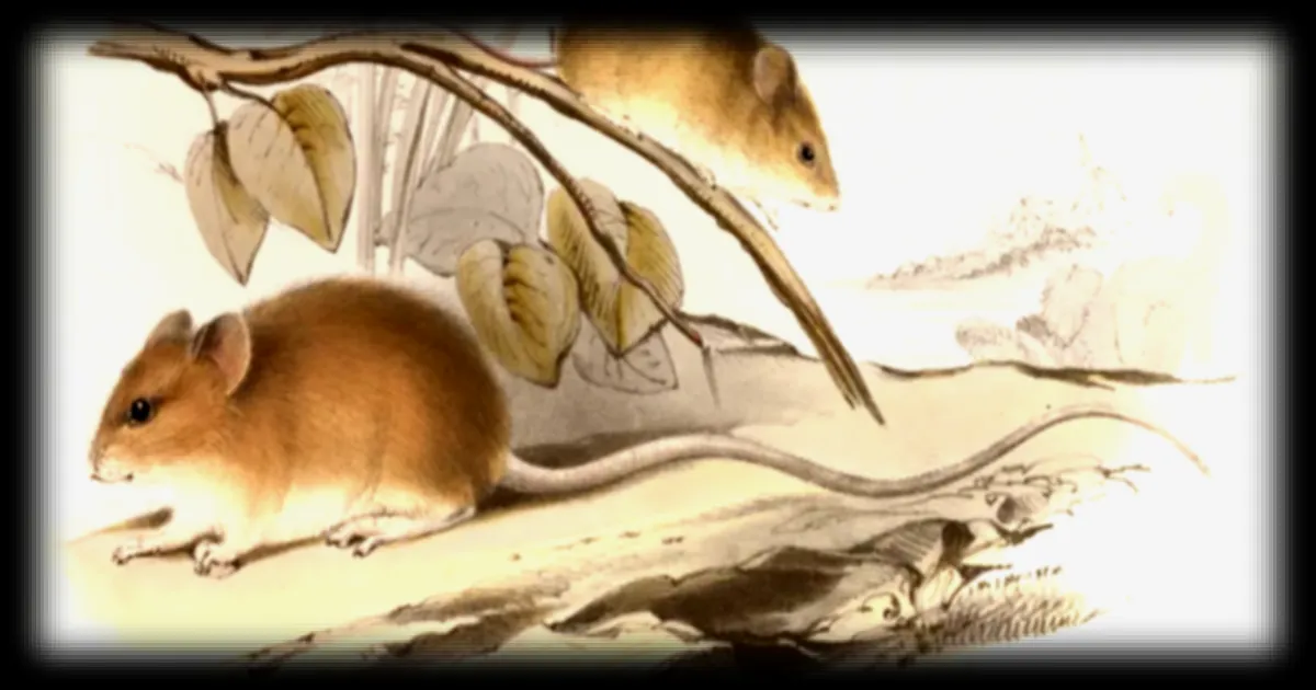 Le rat pygmée de rizière à longue queue, vecteur du hantavirus Andes, mieux connu grâce aux recherches menées depuis 1995