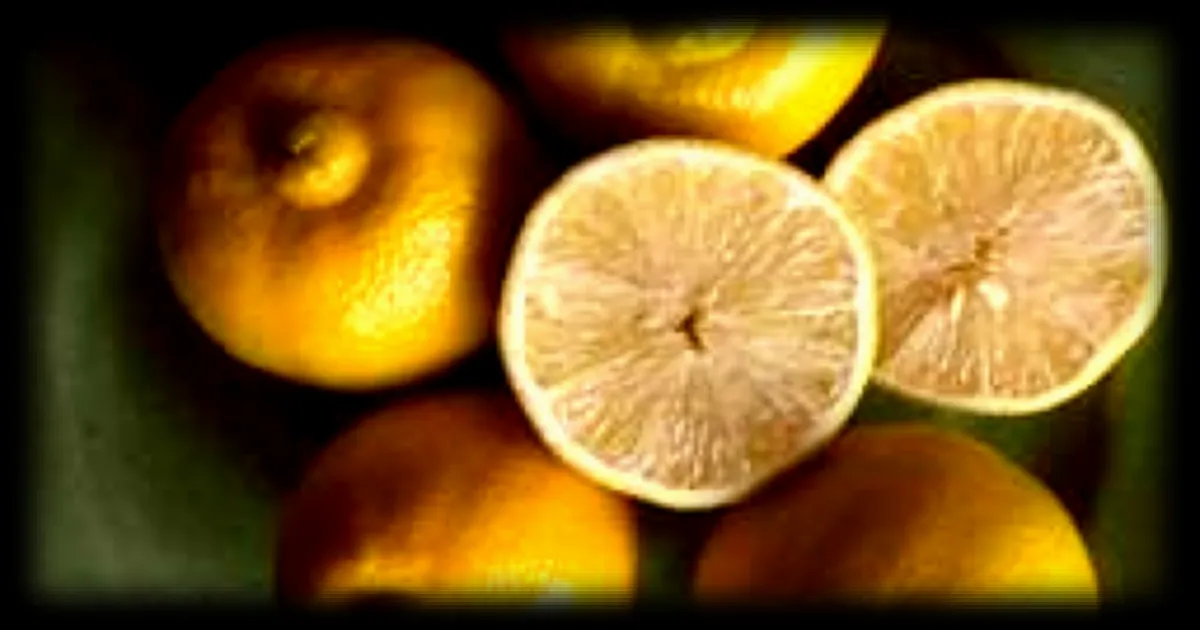 Le réchauffement climatique ouvre de nouvelles perspectives pour les cultures tropicales en France métropolitaine