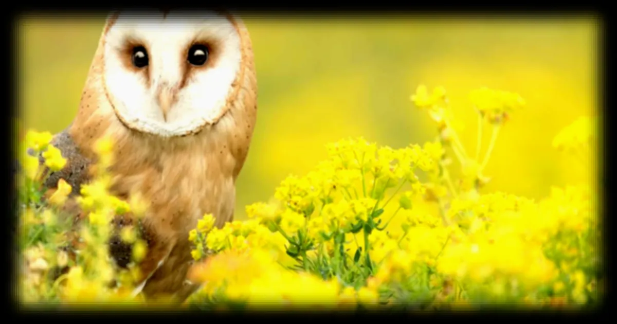 Le renouvellement des espèces ralenti par le réchauffement climatique : constat alarmant des chercheurs de l'université Queen Mary de Londres