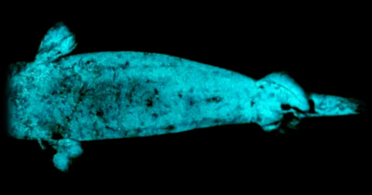 Le secret caché du requin bioluminescent : une fonction inattendue