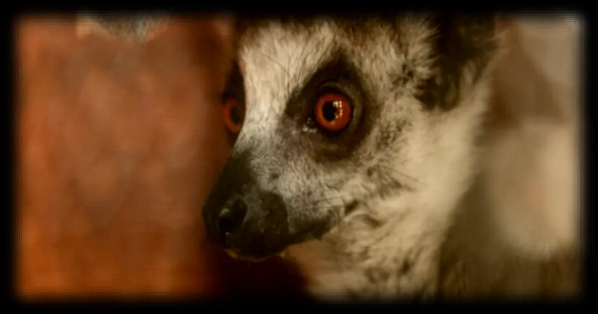 Le trafic d’espèces sauvages, une menace criminelle pour la santé mondiale selon RFI