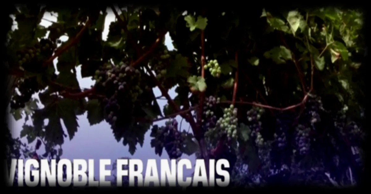 Le vignoble français s’étend vers le nord : une mutation géographique et économique