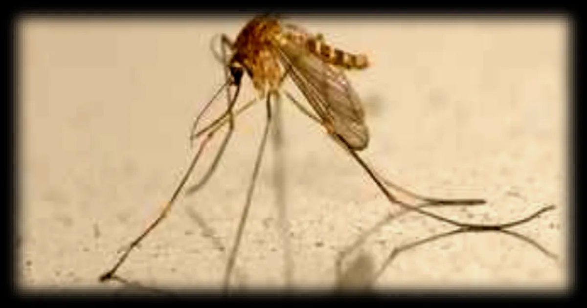 Le virus du Nil occidental transmis par des moustiques détecté dans 12 pays européens