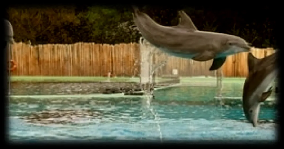 Le zoo de Beauval renonce à accueillir les dauphins du Marineland d’Antibes
