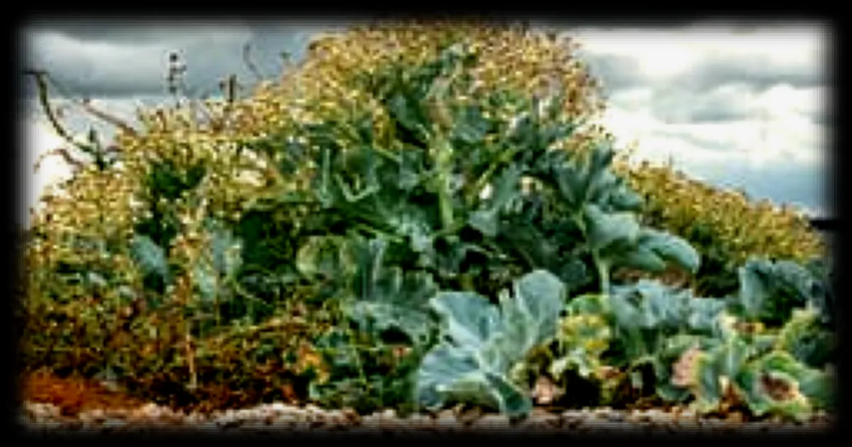 Légumes et aromatiques aux teintes bleutées ou vertes : quelles variétés planter pour un potager aux accents marins ?