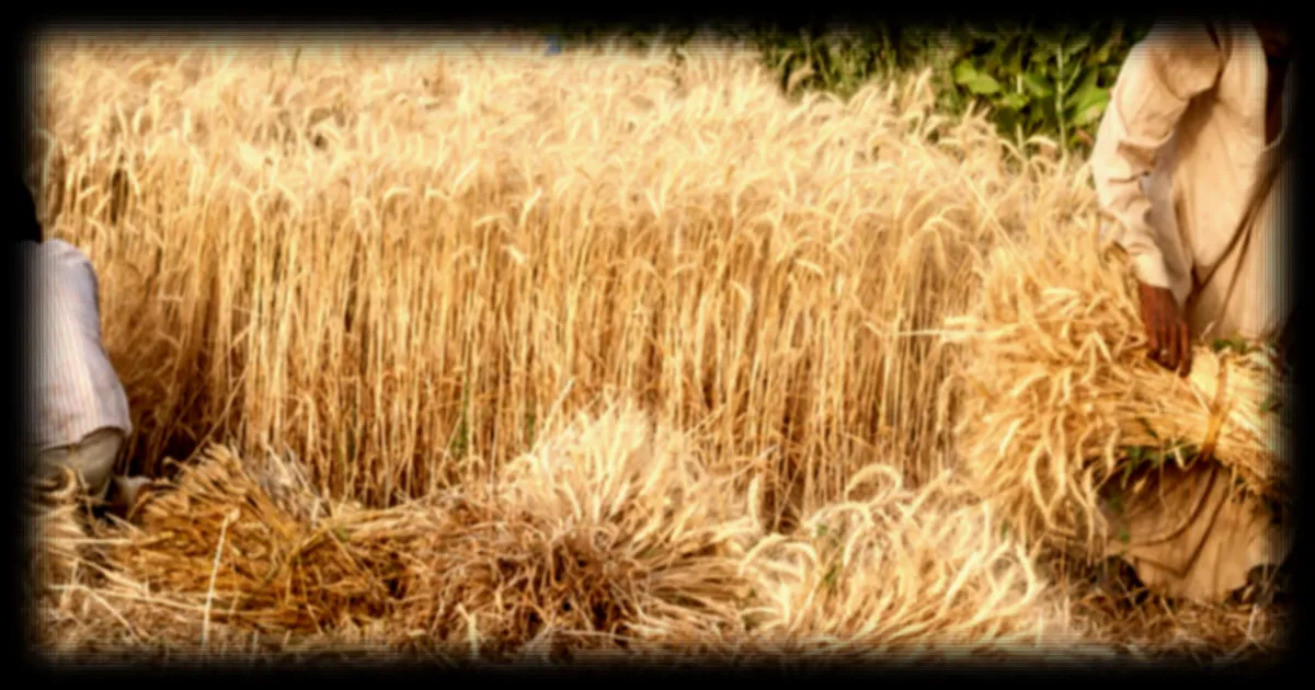 L'Égypte sécurise le prix des céréales pour les agriculteurs selon RFI