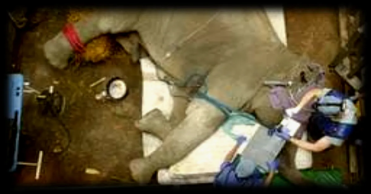 L'éléphant Chandru se remet d'une opération rare après une blessure