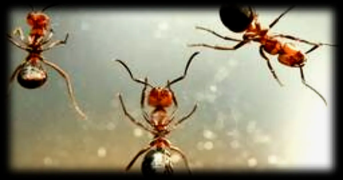 L'élevage de fourmis en plein essor : trois passionnés nous partagent leur engouement