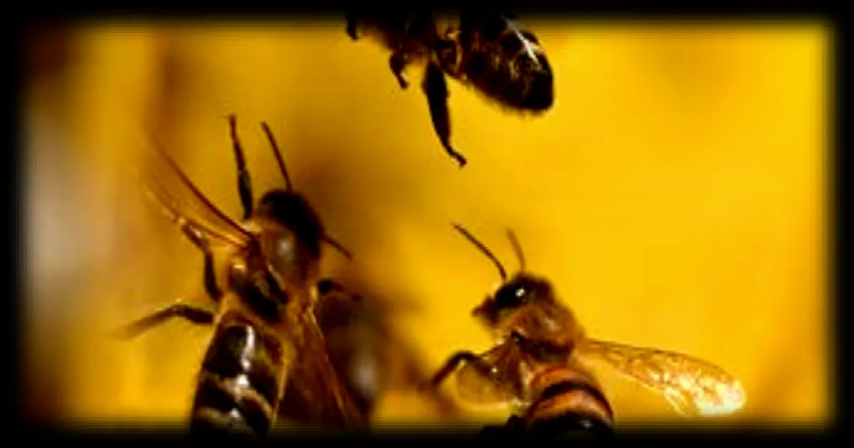 Les abeilles adaptent leur danse pour communiquer plus efficacement