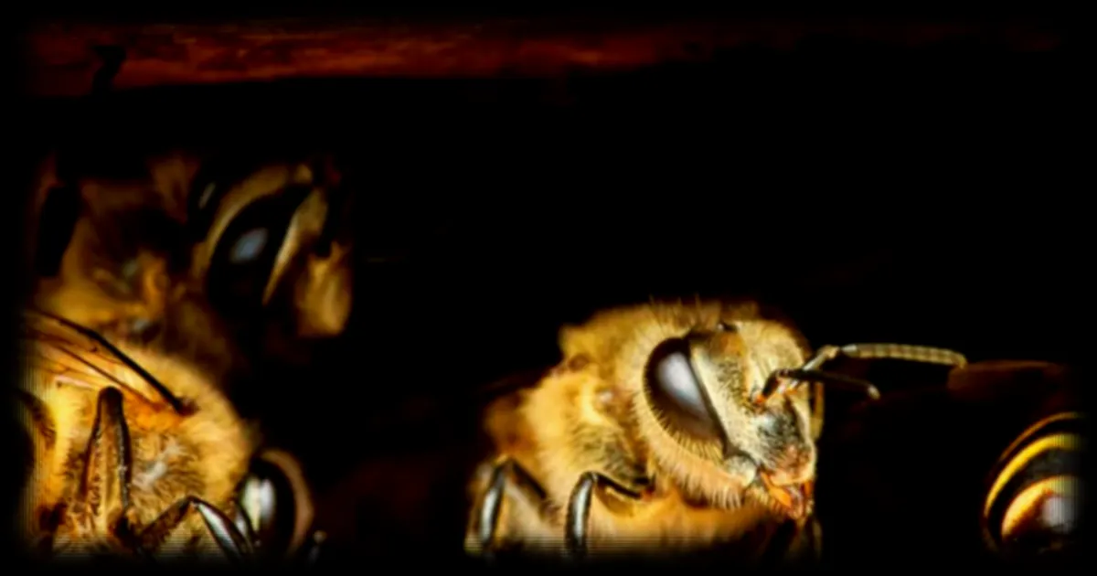 Les abeilles, ces mathématiciennes malgré un cerveau de moins d'un milligramme
