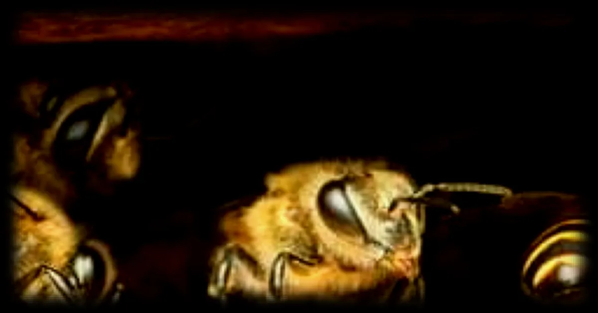 Les abeilles utilisent une technique étonnante pour se défendre contre les frelons