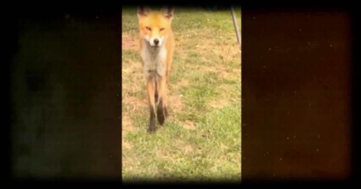 Les animaux sauvages s'aventurent de plus en plus dans nos villes