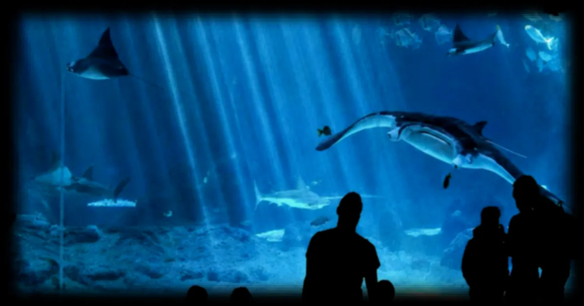 Les aquariums, acteurs incontournables de la protection des océans ? Le colloque « Aquarium du futur » à Boulogne-sur-Mer fait le point
