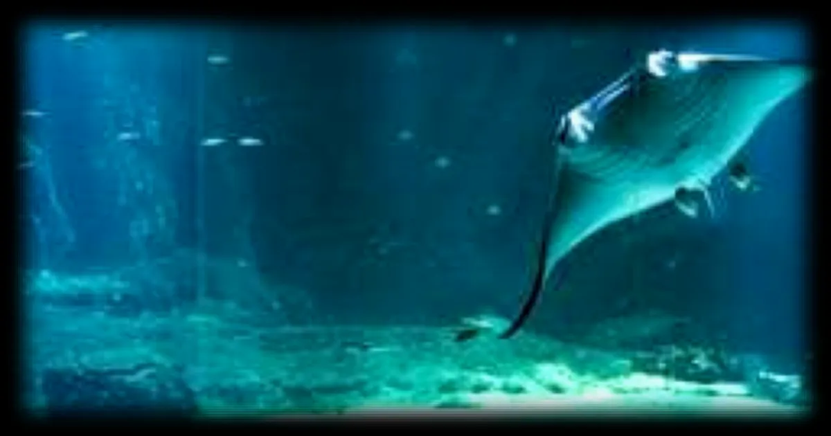 Les aquariums du futur en 2050 : Nausicaá mise sur la reproduction des espèces plutôt que les prélèvements en mer