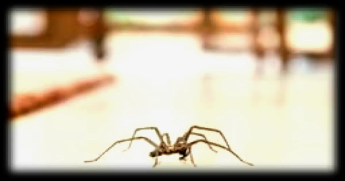 Les araignées dans nos maisons : combien de temps peuvent-elles survivre ?