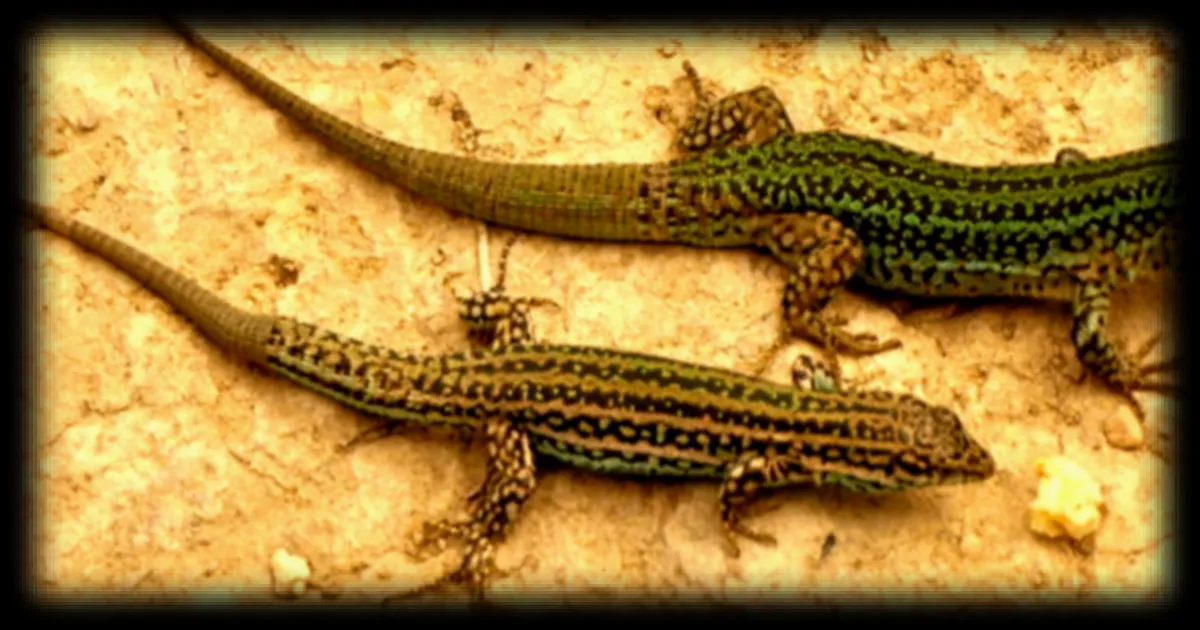 Les Baléares face à une invasion de serpents nageurs menaçant les lézards endémiques