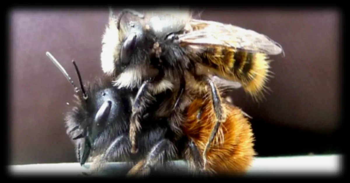 Les canicules menacent la reproduction des abeilles solitaires, pollinisatrices essentielles