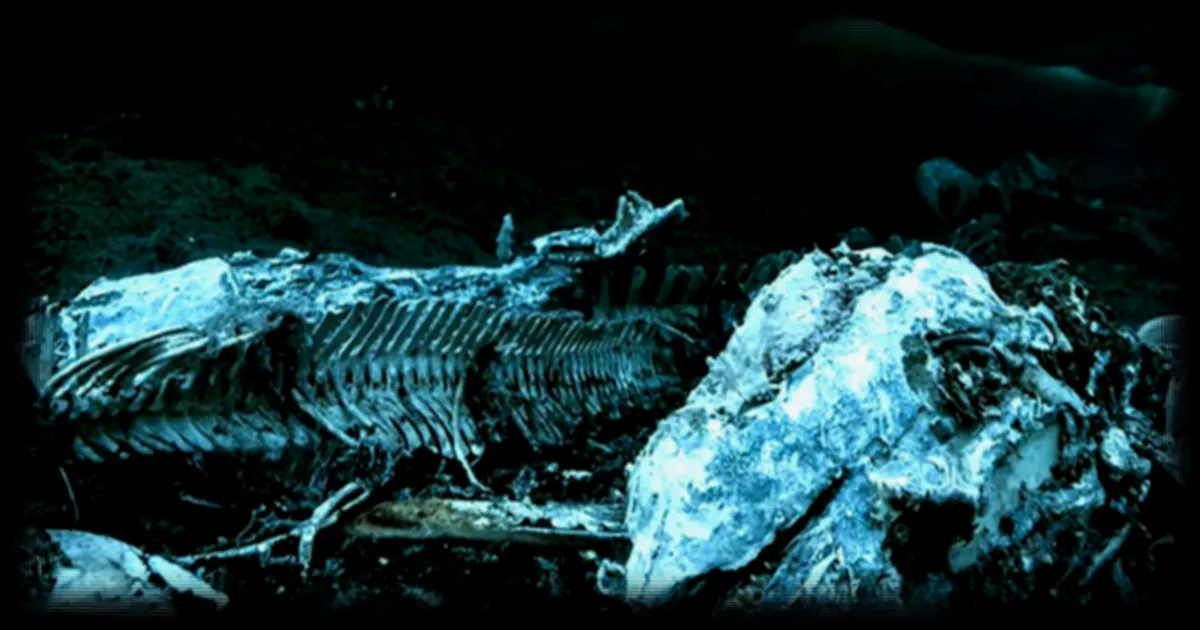 Les carcasses de baleines : un écosystème unique dans les abysses