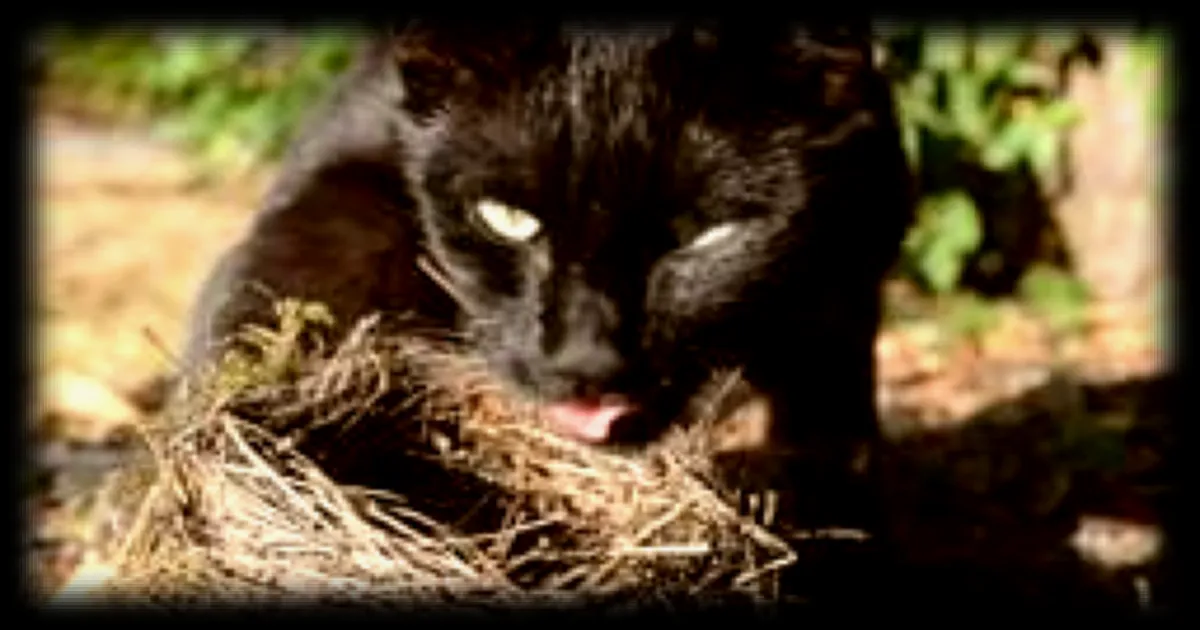 Les chats domestiques, des chasseurs d'oiseaux insidieux