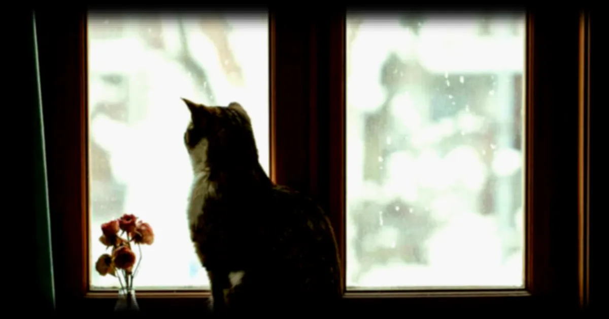 Les chats et la météo : ce que révèle la science sur leurs étonnantes capacités sensorielles