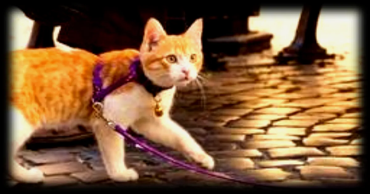 Les chats et les promenades en laisse : un mystère élucidé