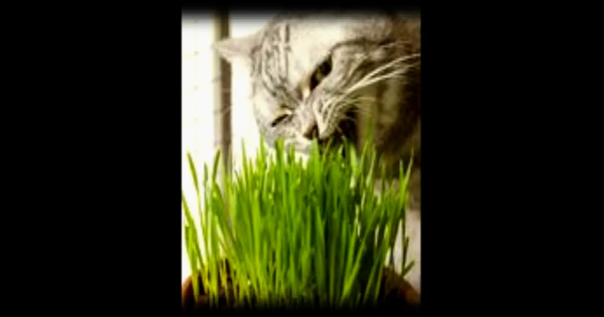 Les chats ne réagissent pas toujours à l’herbe à chat, selon une étude de Franceinfo - Sciences