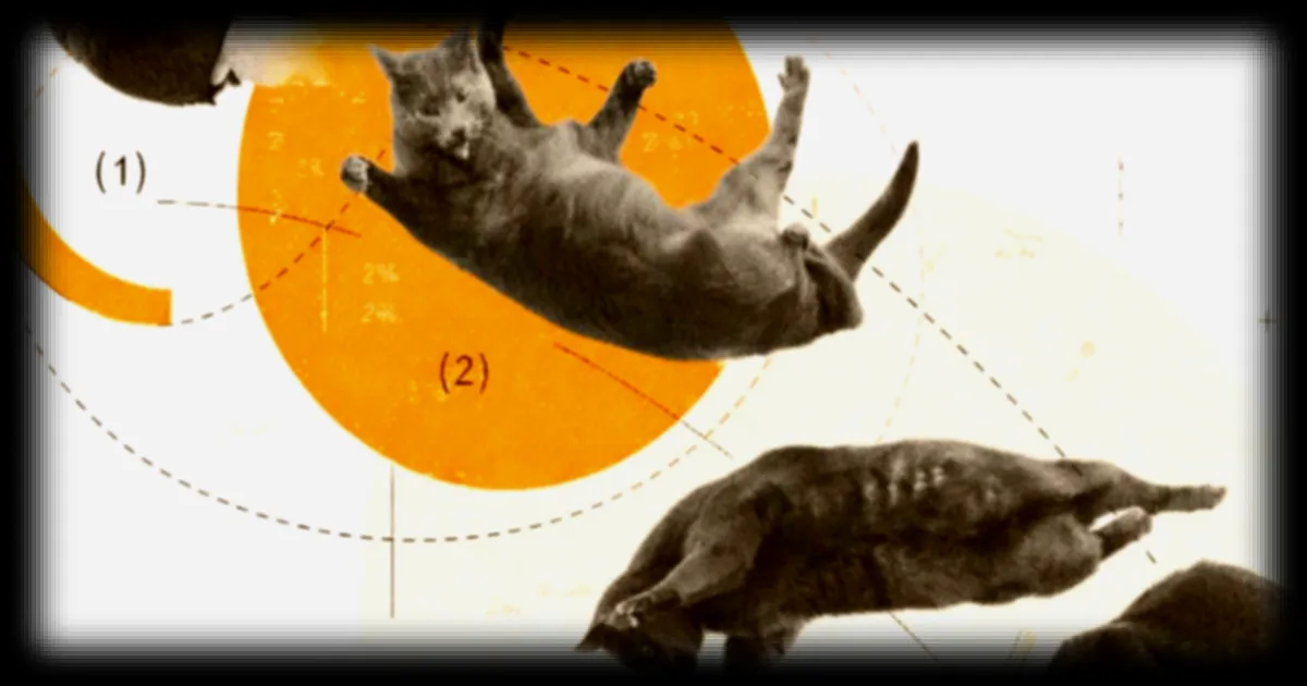 Les chats retombent sur leurs pattes : les scientifiques ont enfin compris pourquoi