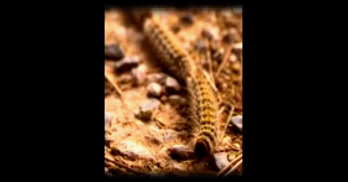 Les chenilles processionnaires font leur retour : attention aux risques pour les animaux et les humains