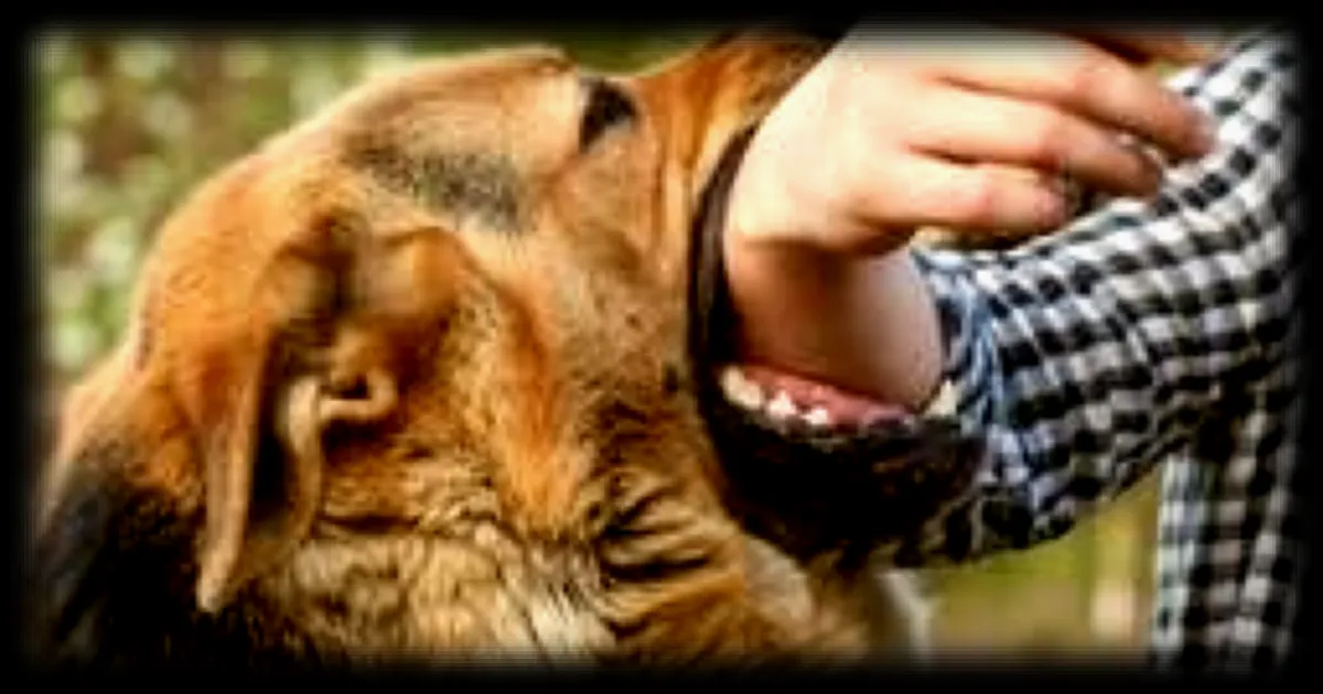 Les chiens abandonnés : un triste sort pour ces animaux