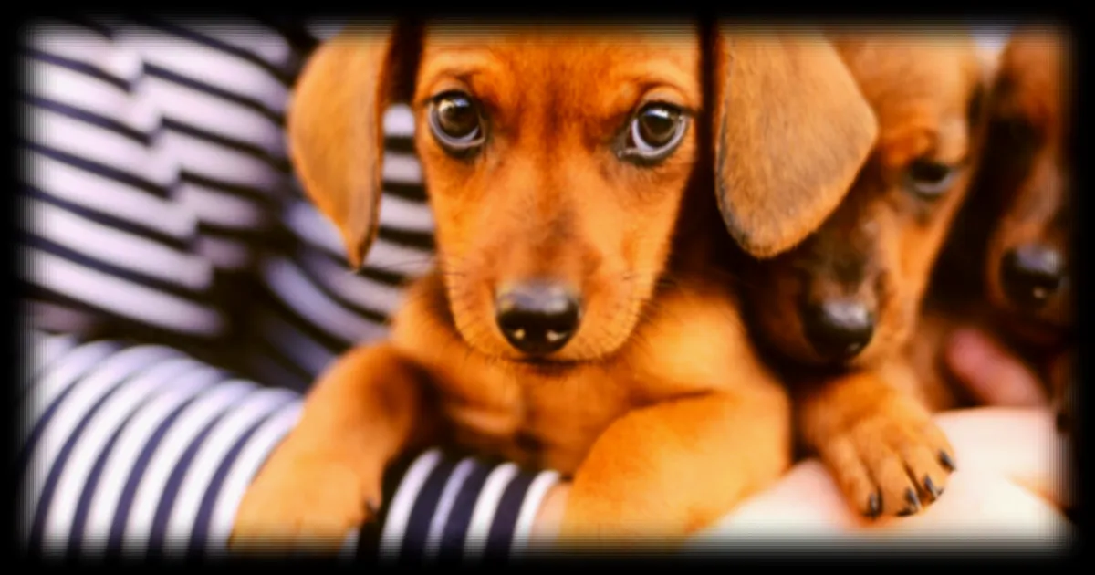 Les chiens modifient l'air de votre intérieur sans que vous vous en doutiez