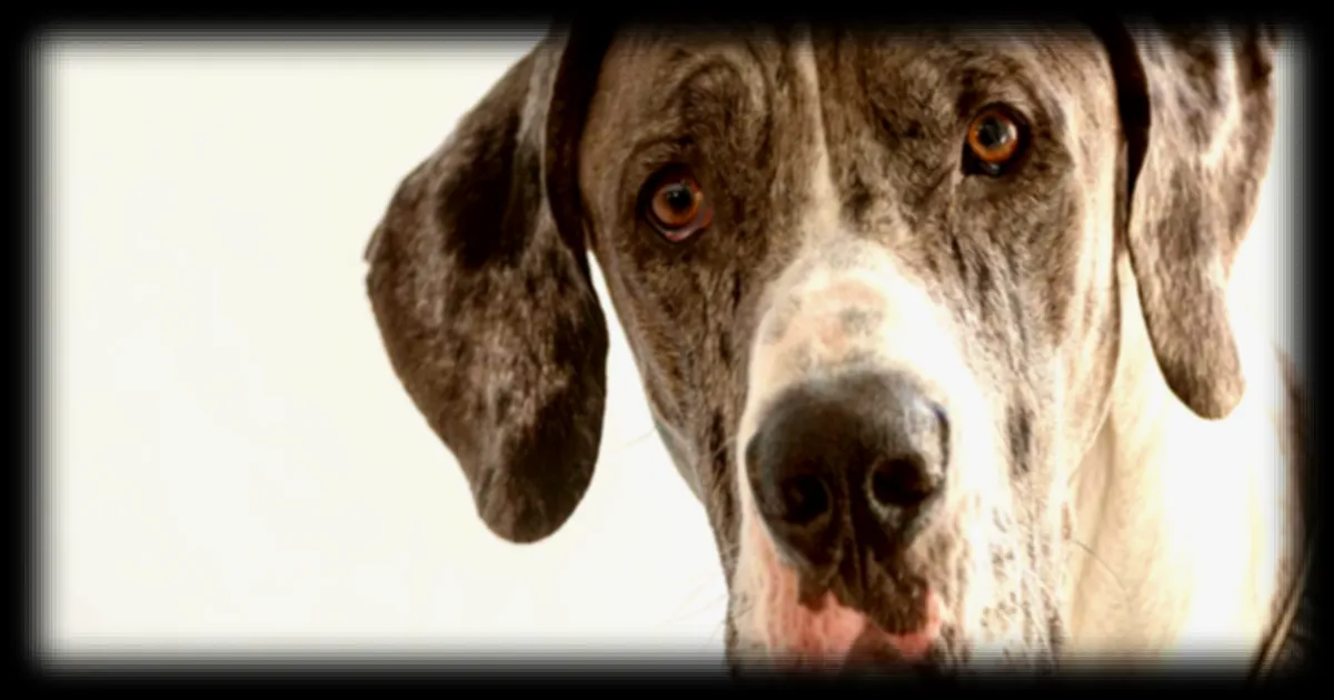 Les chiens sont capables de décrypter les émotions humaines avec une grande précision