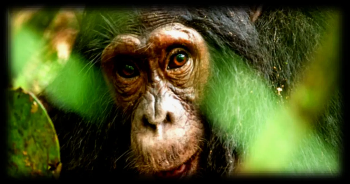 Les chimpanzés aussi lancent des tendances sans raison apparente