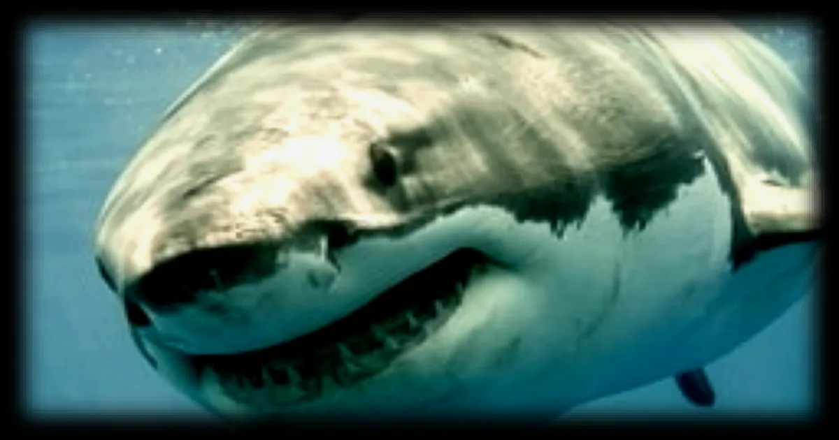 Les cinq animaux les plus meurtriers pour l’homme : le requin n’est pas le plus dangereux