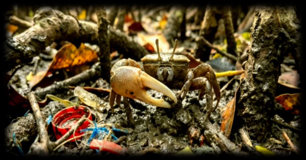 Les crabes produisent des nanoplastiques qui pourraient contaminer les fruits de mer