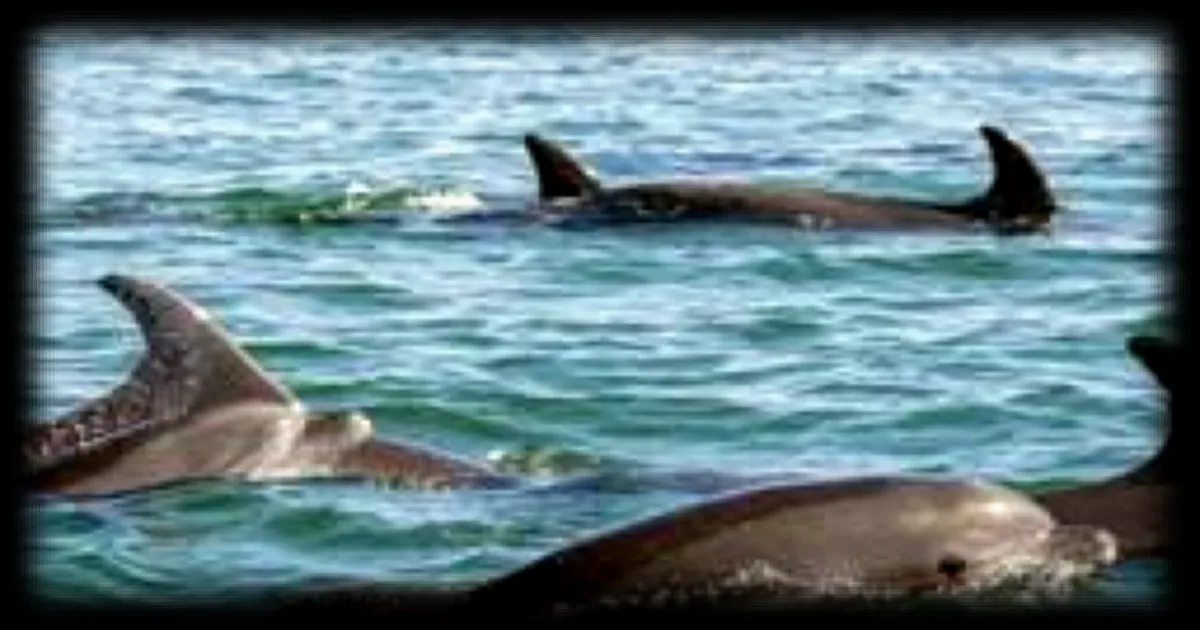 Les dauphins femelles ont une technique pour éviter les mâles indésirables