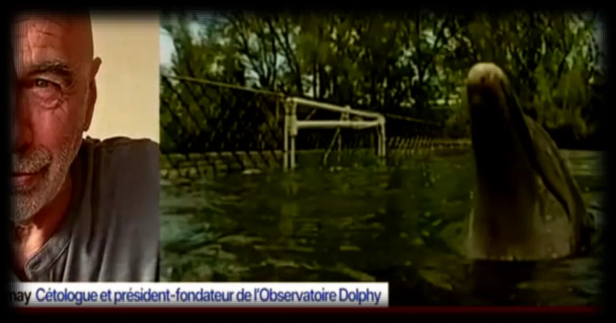Les Dauphins utilisés dans des missions militaires depuis les années 60, selon l'Observatoire Dolphy