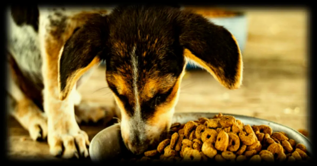 Les distributeurs automatiques de croquettes pour chien : un choix pratique pour les propriétaires