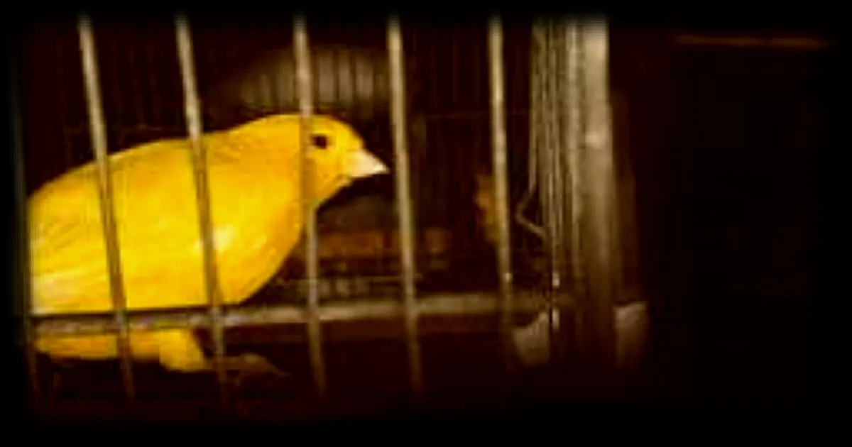 Les espèces sentinelles : quand les animaux envoient des signaux d'alerte à l'homme