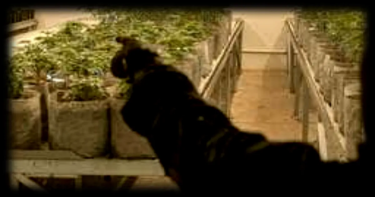 Les États-Unis soutiennent l'usage médical et la dépénalisation du cannabis