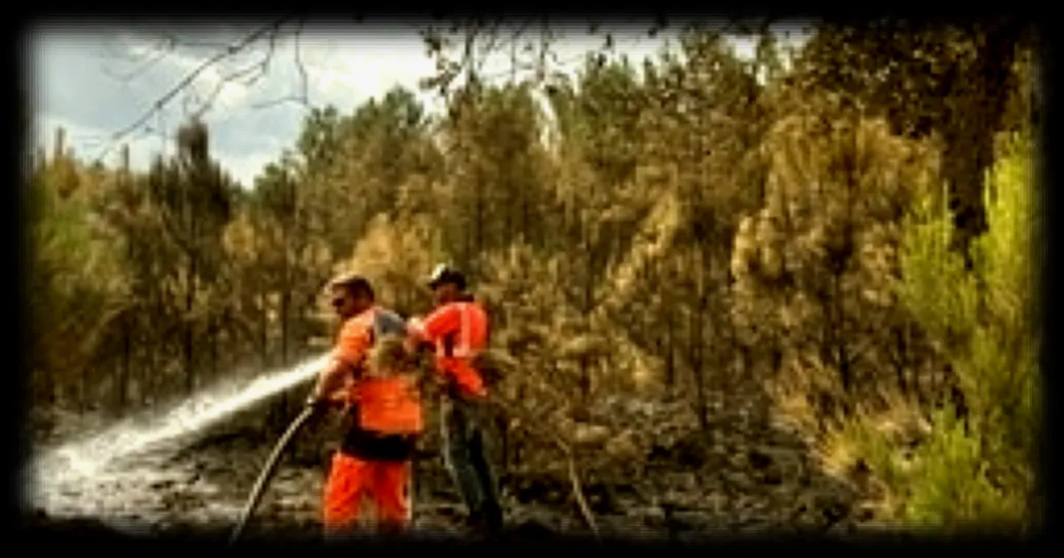 Les feux de forêt dans les Landes : les pompiers et les bénévoles traquent les foyers souterrains