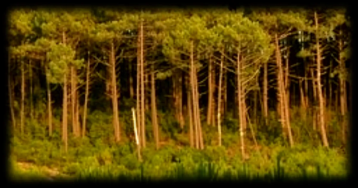 Les forêts peuvent émettre plus de CO₂ qu’ils n’en stockent