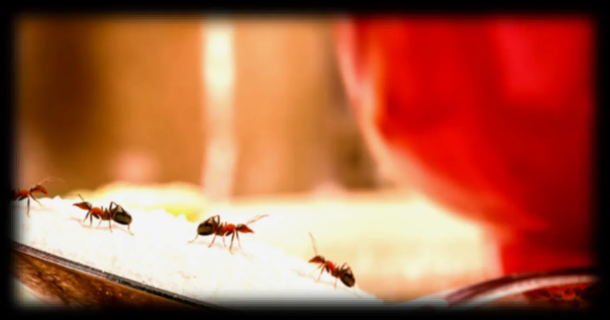 Les fourmis sortent de leur hibernation : conseils pour les tenir à distance