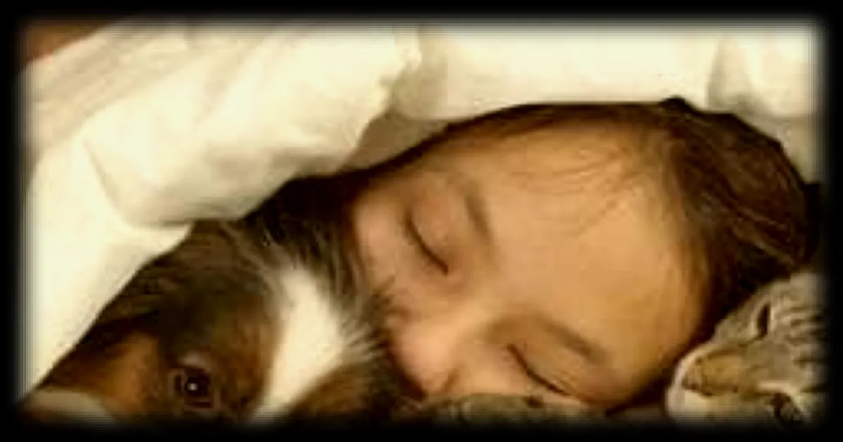 Les Français et leur attachement aux animaux de compagnie : une étude révèle l'importance de cette relation