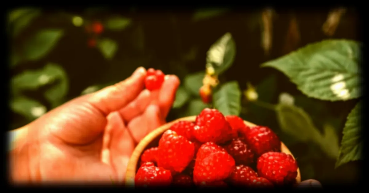 Les Fruits Rouges Améliorent La Circulation Sanguine Selon Un Médecin