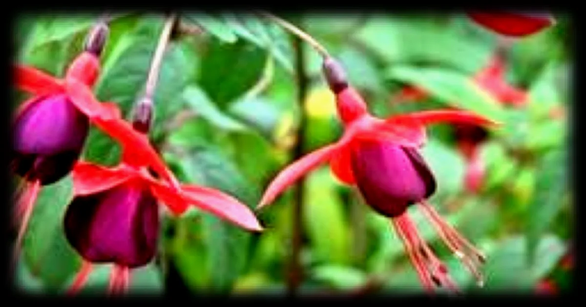 Les fuchsias : conseils pour choisir parmi dix espèces idéales à planter dans votre jardin